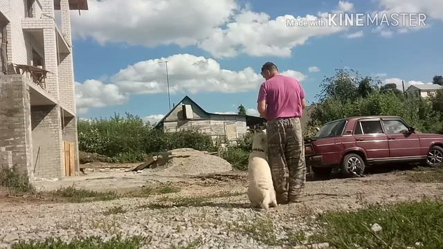 Дрессировка лабрадора. Обучение команде "РЯДОМ" с применением лакомства.