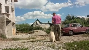 Дрессировка лабрадора. Обучение команде "РЯДОМ" с применением лакомства.