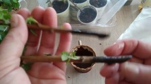 Зимнее черенкование кустарников. Результат