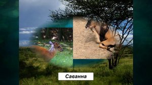 §24 "Разнообразие природы Африки", География 7 класс ч.1, Домогацких