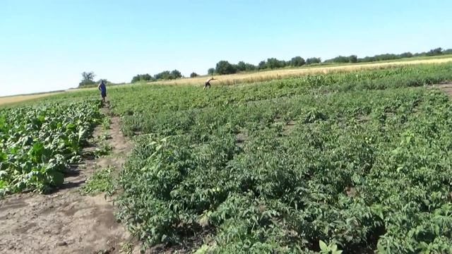 Дождались свой урожай помидоров и огурцов смотреть онлайн