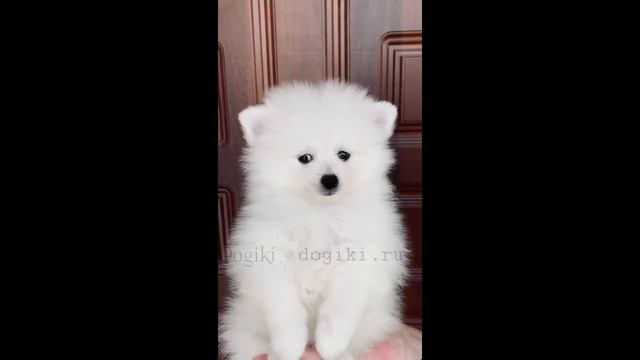 Щенки шпица айс крем мальчики и девочки в продаже. Питомник шпицев Москва. смотреть онлайн