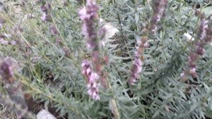 #иссоп / Иссоп розовый (лат. hyssopus officinalis), лекарственое растение. Посадка, цветение, польз