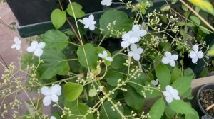 Гортензия черешковая (Hydrangea anomala petiolaris)