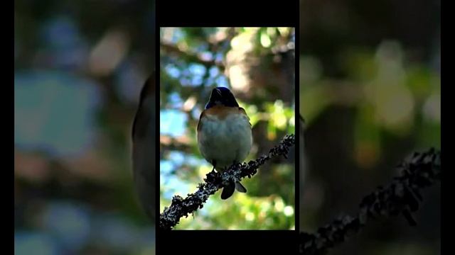 Природа, лес, река (шум воды, пение птиц, звук леса)  для расслабления и отдыха