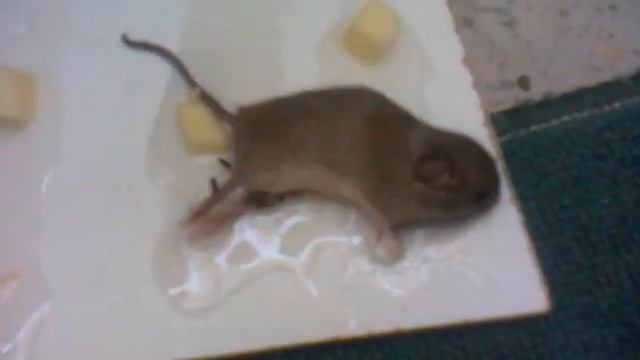 Как Я ловил мышей 1 смотреть онлайн