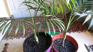 Хамедорея - пальма, цветущая в домашних условиях!