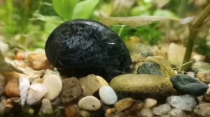 Улитки Неретины чёрные