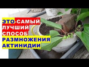 Самый лучший способ размножения актинидии - 100% укоренение