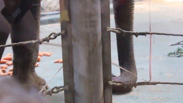 Слон. Московский зоопарк смотреть онлайн