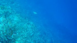 Подводная охота ,на Красном море,без ружья)
