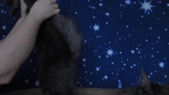 мейн кун голубая девочка смотреть онлайн