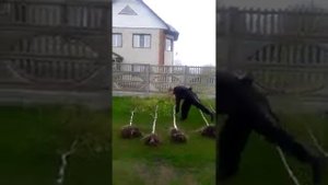 саженцы берез, Юмор