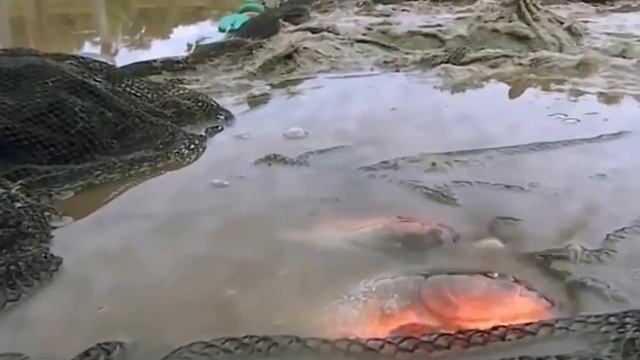 Очень опросные тропический животные смотреть онлайн