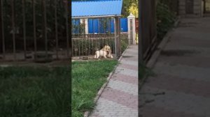 Огромный Алабай разрывает маленькую собачку ))) Туркменский Алабай Илай - внук Чоль Барыса и Йилдыз
