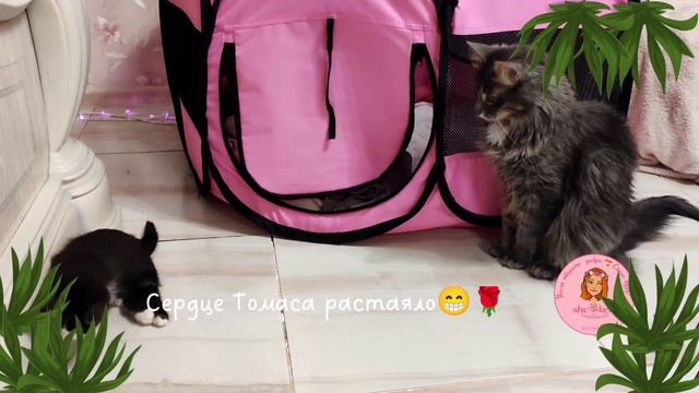 💓 Сердце маленького Тома 🐱от спинальника🍀 Тедди расстаяло 🔥 смотреть онлайн