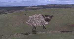 Искусство пасти овец