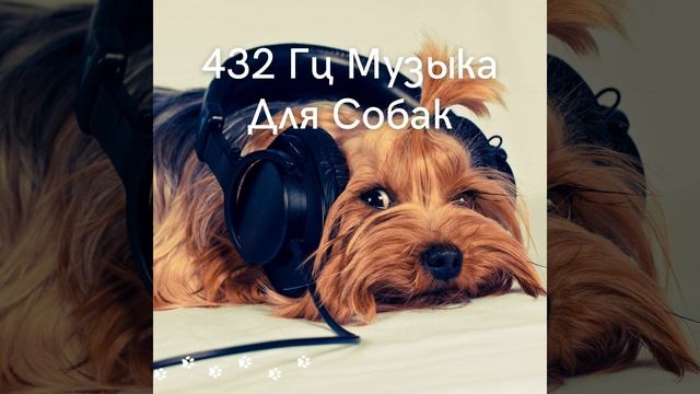 Собачья релаксация