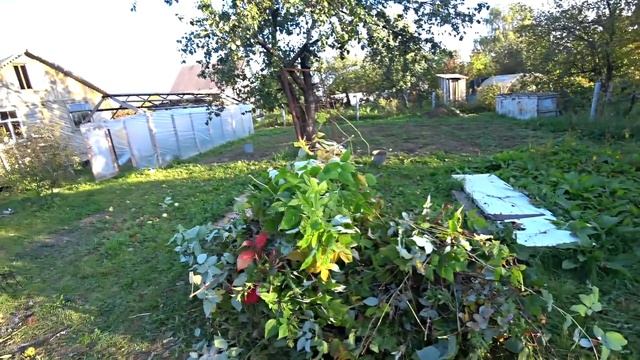 Как мы остались без малины, подрезка не помогла. Дачные дела, что делать? смотреть онлайн