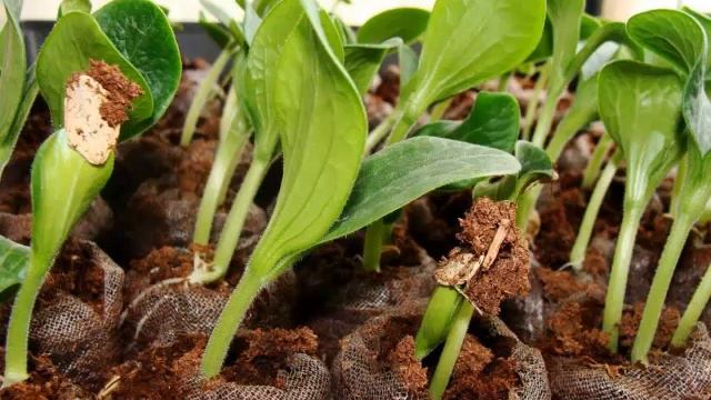 Чем кормить рассаду? ПЯТЬ СПОСОБОВ ПОДКОРМКИ