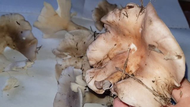 какие это грибы смотреть онлайн