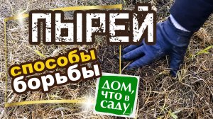 БОРЬБА С ПЫРЕЕМ НА ОГОРОДЕ!