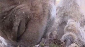 Верблюд ест Кактус! Шок