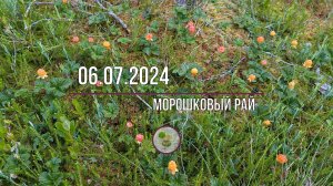 06.07.2024г. Морошка, черника и немного лисичек.