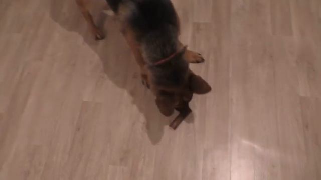 ПОКУПОЧКИ ДЛЯ ЖИВОТНЫХ смотреть онлайн