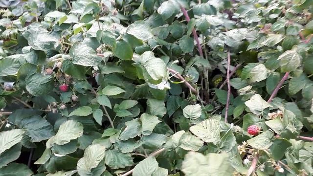 Ремонтантная малина Осенняя красавица. смотреть онлайн