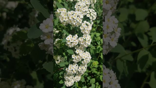 HUDSON HOUSE: SPIREA BLOSSOMS