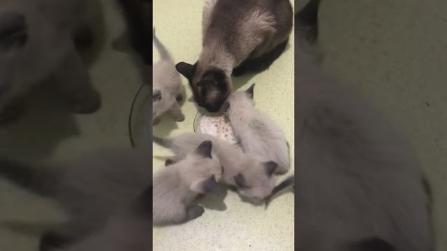 Тайские, сиамские, старосиамские котята. С чего я начинаю прикорм и как кормлю. смотреть онлайн