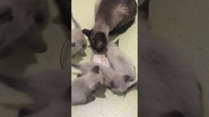 Тайские, сиамские, старосиамские котята. С чего я начинаю прикорм и как кормлю.