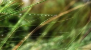 В.Высоцкий Заколдованный лес.