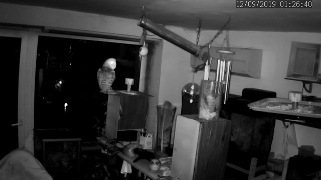 Реальные совы. Тёмная сторона смотреть онлайн