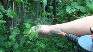 Липосам прилипатель на сорняках