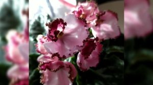 КРАСИВОЦВЕТУЩИЕ СОРТА ФИАЛОК!!! СЕНПОЛИЯ ЛЕ- МОН СЕН МИШЕЛЬ.