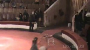 Ростовский цирк внутри, зрительный зал