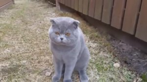 Кот потерялся и ругает хозяйку!