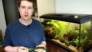 Vallisneria - Beginner Guide on How To Grow This Great Plant