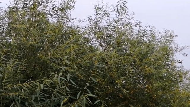 Собираю ягоды и готовлю лук к уборке. смотреть онлайн