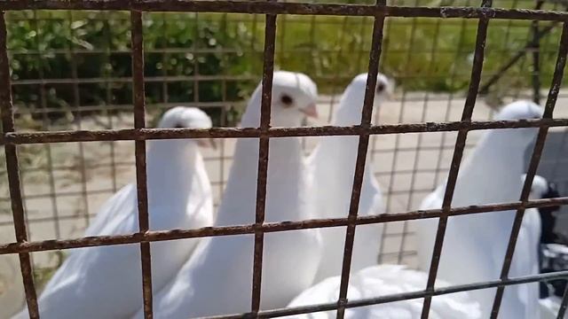 Выставка в городе Евпатория смотреть онлайн