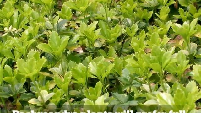 Pachysandra Procumbens смотреть онлайн
