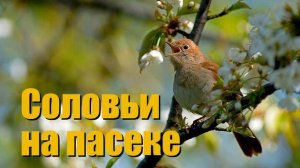 Соловьи на пасеке, 11.05.2020 года, 4:38 утра | Пчеловодство | Beekeeping