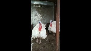 Индюки кричат