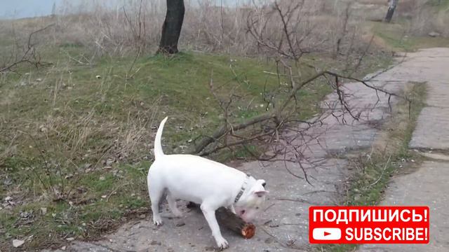 Bullterrier attacks and eats tree 2017 / Бультерьер напал на дерево и ест его