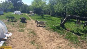 Чёрный канадский волк и сожители. Питомник. Часть 2