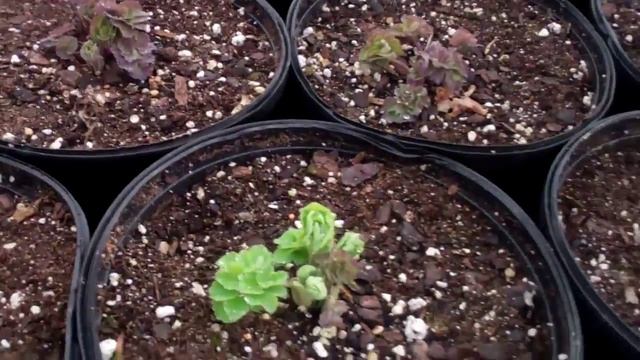 Aquilegia Biedermeier 3-1-11 смотреть онлайн