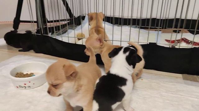 Чихуахуа щеночки гладкошёрстные