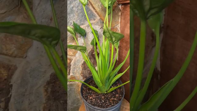 Tiny Dancer Alocasia - Product Video